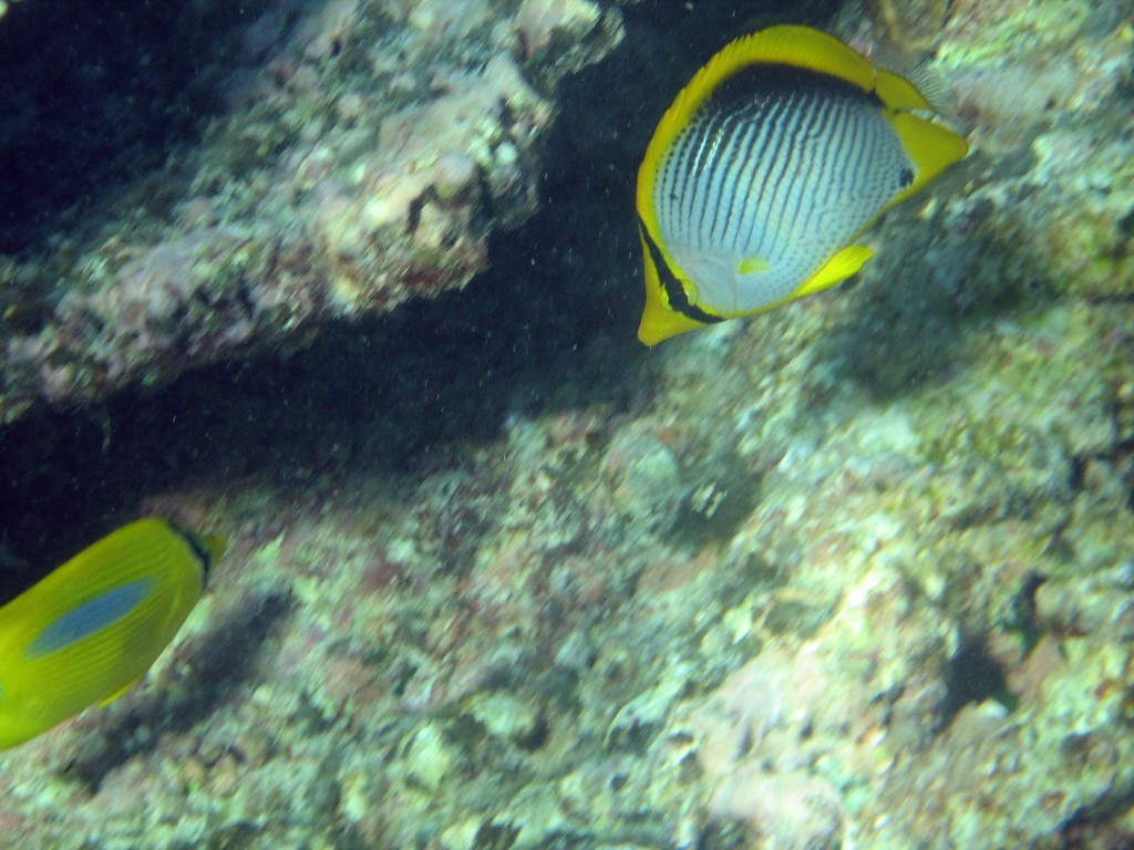 Reef & Marine Life